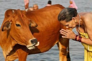 cow-in-hindu