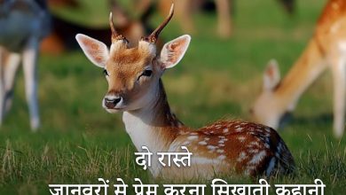 Save Animal, Animal Love Story in Hindi
