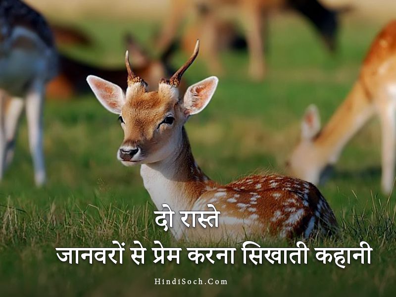 Save Animal, Animal Love Story in Hindi