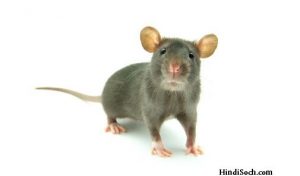 चूहों से जुड़ी हैरान करने वाली जानकारियां | Amazing Rat Facts in Hindi