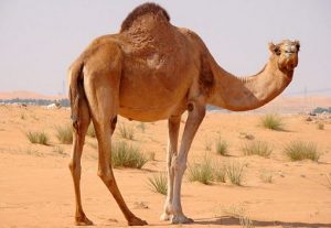 About Camel in Hindi रेगिस्तान का जहाज ऊंट से जुड़ी 20 गजब की बातें