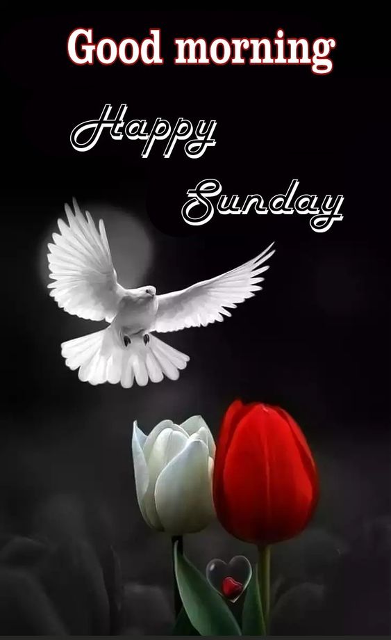 Good Morning Bird Wishes Sunday Image Pics