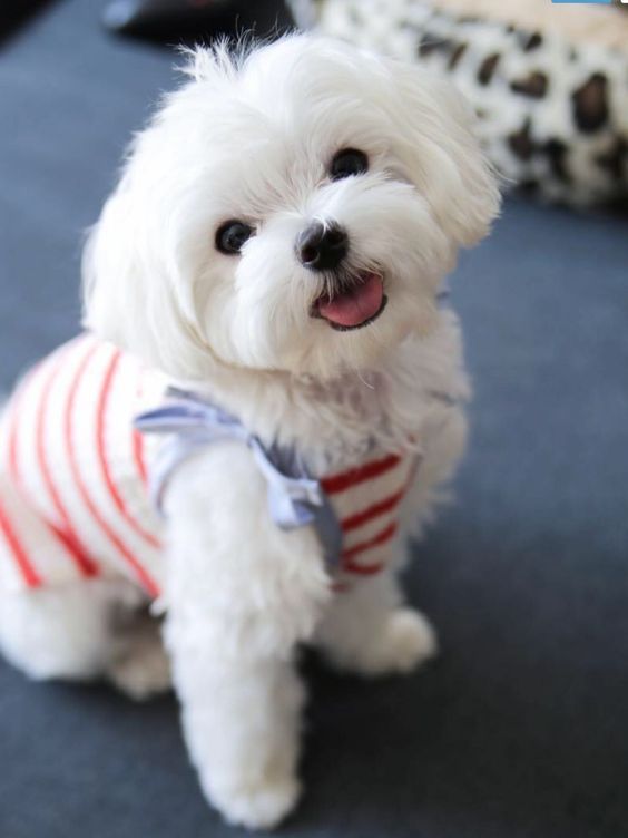 Cute Dressed Dog Image Whatsapp Pic Wallpaper