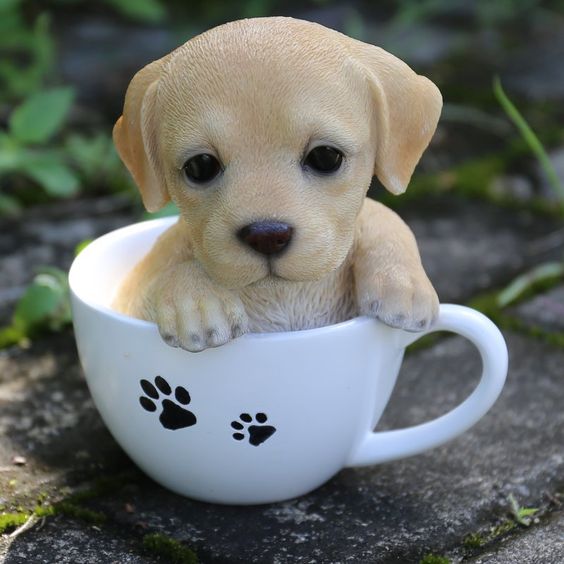 Cute Small Puppy Dog Cute Image