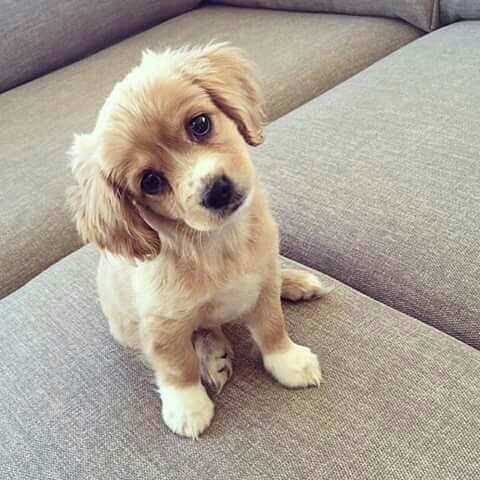 Photo of Cute Puppies Dog