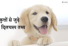 Interesting Dog Facts in Hindi